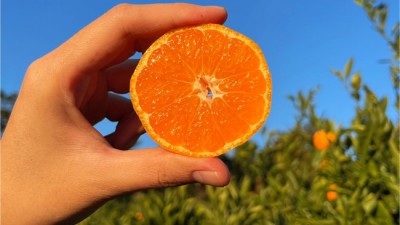 🍊 놓치면 후회! 친환경 제주 노지 귤 특가 후기 🧡